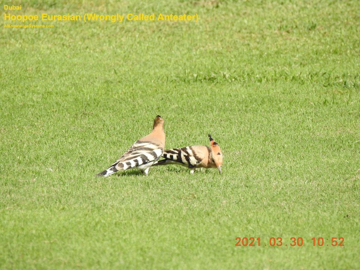 Hoopoe Eurasian (10) Coming Soon